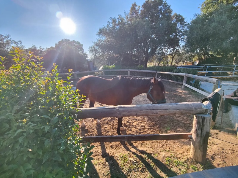 Imported photo for Σχολή Ιππασίας Πατρών