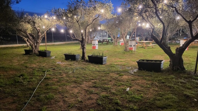 Στις ελιές του παππού στην ΘΕΡΜΗ ΘΕΣΣΑΛΟΝΙΚΗΣ