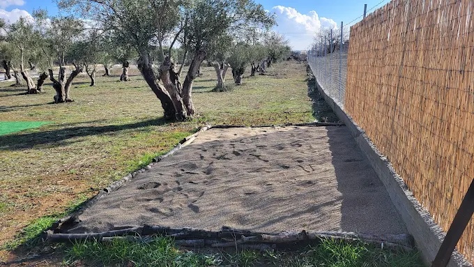 Στις ελιές του παππού στην ΘΕΡΜΗ ΘΕΣΣΑΛΟΝΙΚΗΣ